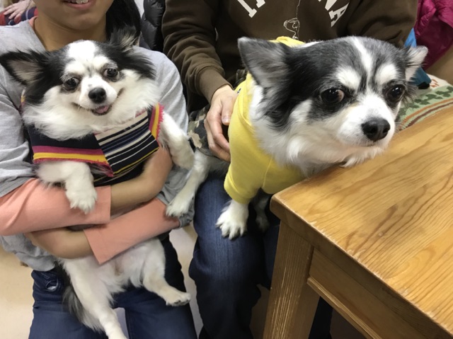 クリスマスイブ🎄に卒業犬🐶のお里帰りがいっぱい😄